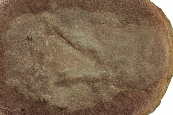 Fossil Jellyfish (Essexella) In Ironstone Pos/Neg - Illinois #262948